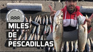 𝙋𝙚𝙨𝙘𝙖 𝙋𝙀𝙎𝘾𝘼𝘿𝙄𝙇𝙇𝘼𝙎 𝙥𝙤𝙧 𝙈𝙄𝙇𝙇𝙊𝙉𝙀𝙎. 1 hora de pesca sin cortes #pesca #surfcasting #fishing