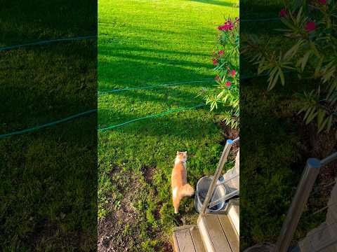 Lord Of The Castle Master Of His Domain