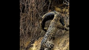 Jaguar vs Caiman: The Amazon’s Silent Predator #shorts #animals