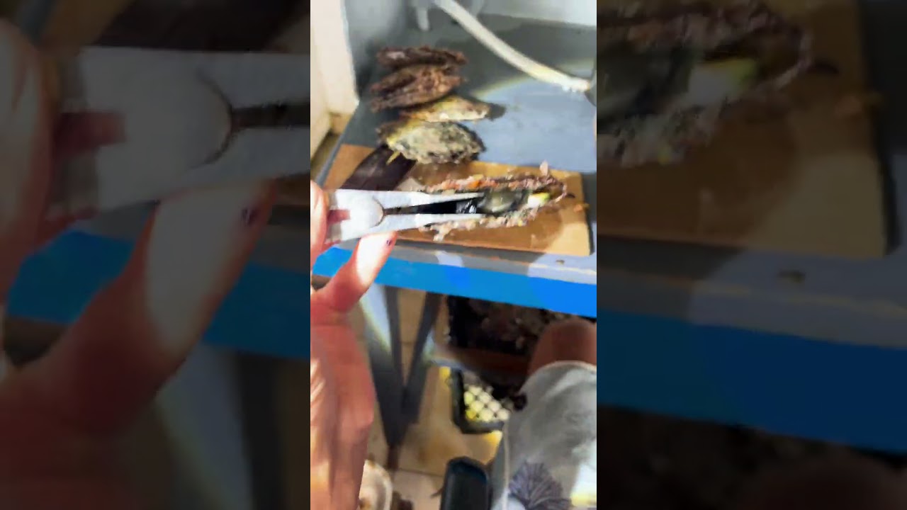Not what we were hoping for in this oyster…