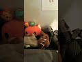 All my plushies!!!#plushies