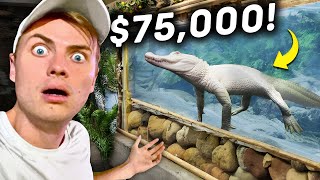 Private Tour Of The Worlds Best Prehistoric Zoo