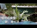 植物新美學　「蕨」青生活