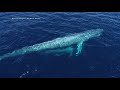 Stunning drone footage captures mom and baby blue whales in san diego
