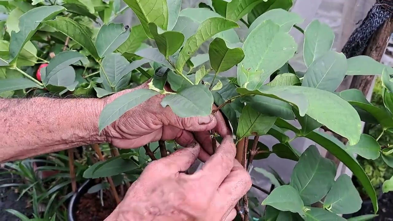 ชมพู่พลาสติก (ชมพู่แก้ว)