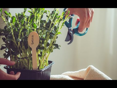 Видео: Какви са стандартните растения - Как да си направим стандартно растение за градината