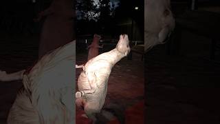 فاش كدير مزرعة بالفلوس لحرام حلقة كاملة فى قناة #themadshepherd #funny #scarygames
