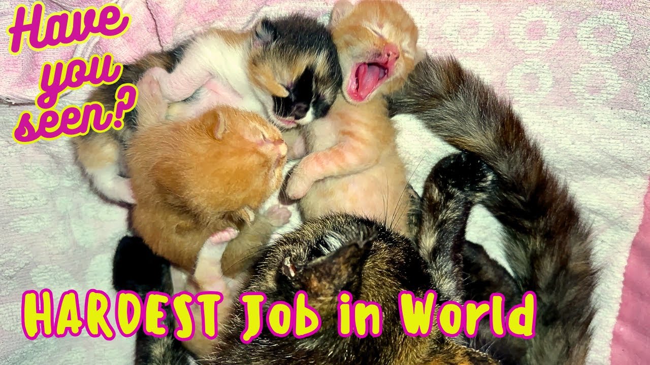 Брутальная мама-кошка ухаживает за 6-дневными котятами (крошечные писки!)
