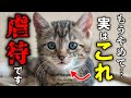 猫のしつけで絶対にしてダメなこと20選