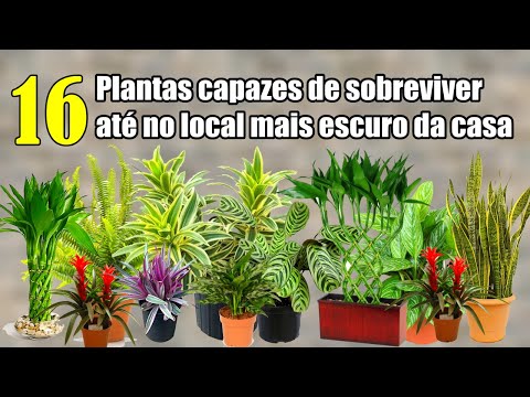 Vídeo: Plantas de casa para condições de luz média