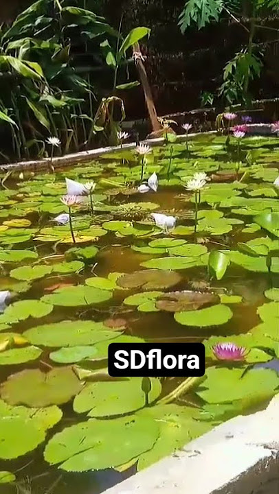 0741187654📞📞🪷🪷🪷#flower #lifeisbutadream #viral #1000subscriber #1millionviews #1v1 #1k