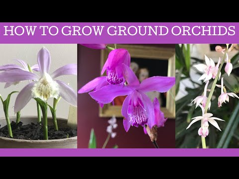 Video: Hardy Orchid Care - Hoe een winterharde Chinese grondorchidee te kweken
