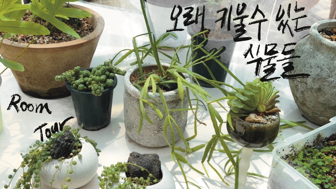 [RoomTour] 나의 가장 오래된 식물들-2편 / 매년 겪어도 새로워, 이래서 계속 즐길 맛이 나지!
