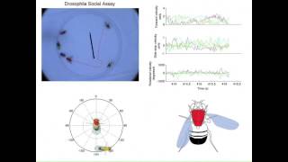 Automated Fly Tracking