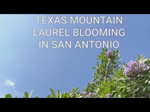 Texas Mountain Laurel blooming in San Antonio