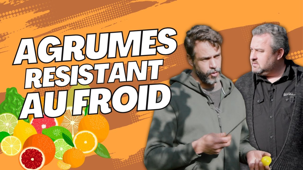 ILS CULTIVENT DES AGRUMES EN PLEINE TERRE RESISTANT AU FROID