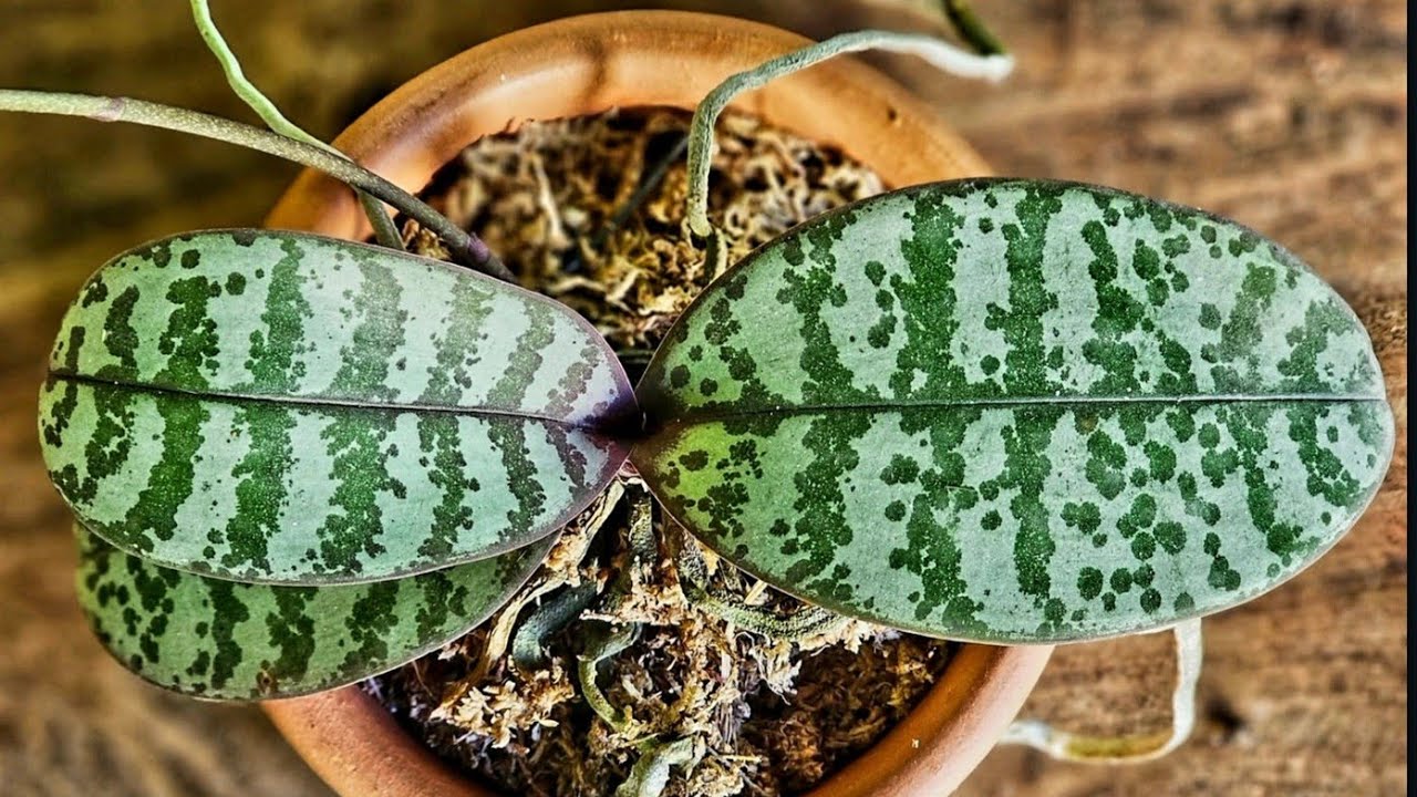 🌺PHALAENOPSIS SCHILLERIANA  - O QUE É PRECISO SABER ANTES DE COMPRAR      #orchid #orquideas 