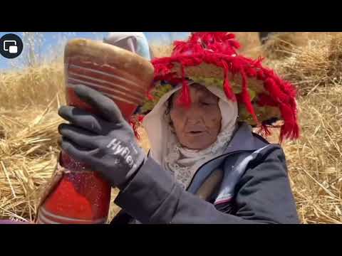 توازة عند جبالة لجمع المحصول مع اعيوع جبلي