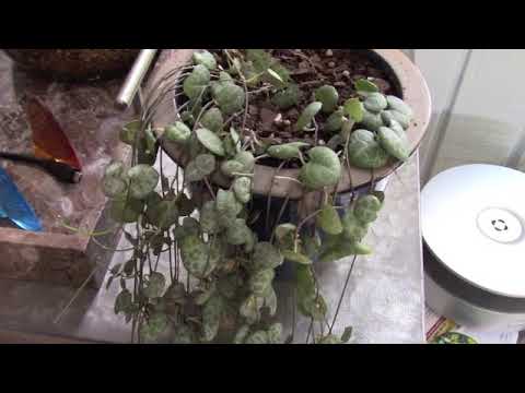 Hanging Succulent Plants Update