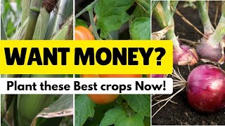 5 Profitable Crops to Plant in Kenya This February 2026