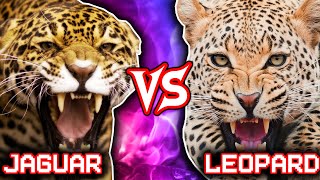 2Jaguar vs Leopard | +Lion vs Tiger winner