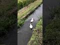 Duck so cute pet #music #duck #gachua #mypetdn #birds #cute #animals #duckshorts #funny #アヒル #コールダック