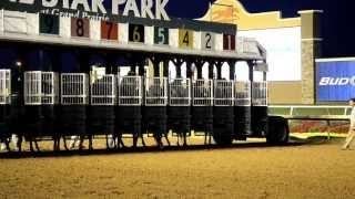 How to train a horse in the starting gate