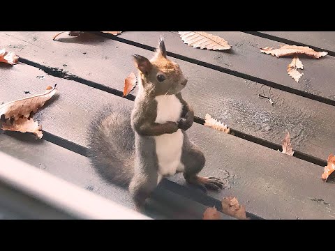 リスがいる暮らし【北海道移住/田舎暮らし/美瑛】