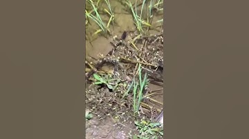 How to catch an eel part 258