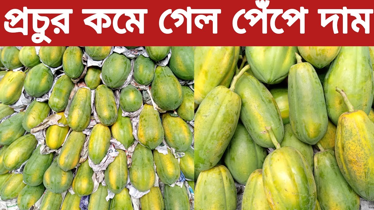 আজ আরও প্রচুর কমে গেলো পাকা পেঁপের দাম। papaya wholesale market price