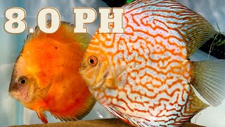 The Internet Says This Won’t Work (Breeding Discus)