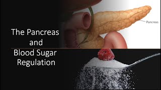 The Pancreas and Blood Sugar Regulation