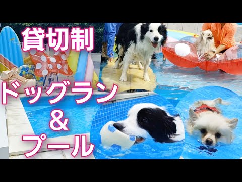 ロサガーデン/貸切制ドッグラン＆プールで大人も子供も犬も大はしゃぎ！【愛知・三重・東海地方】ボーダーコリーとポメラニアン