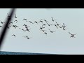 مغامرات صيد البط تجارب لا ت نسى Epic Duck Hunting 2025 Top Moments You 