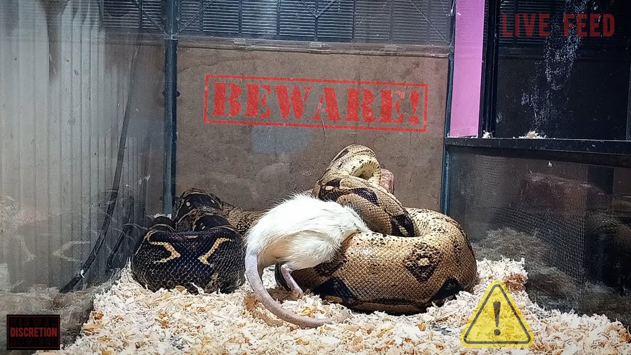 Boa Constrictor Feeding : *WARNING* LIVE FEED - YouTube