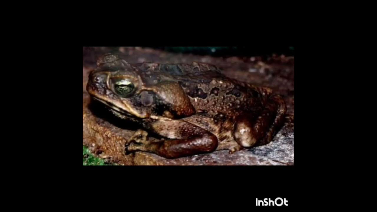 Цікаві факти про жаб - YouTube