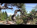 Walkthrough at the incomparable bonsai mirai