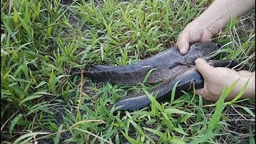 Cắm câu cá lóc bằng mồi nhái sống dính toàn lóc khủng p1