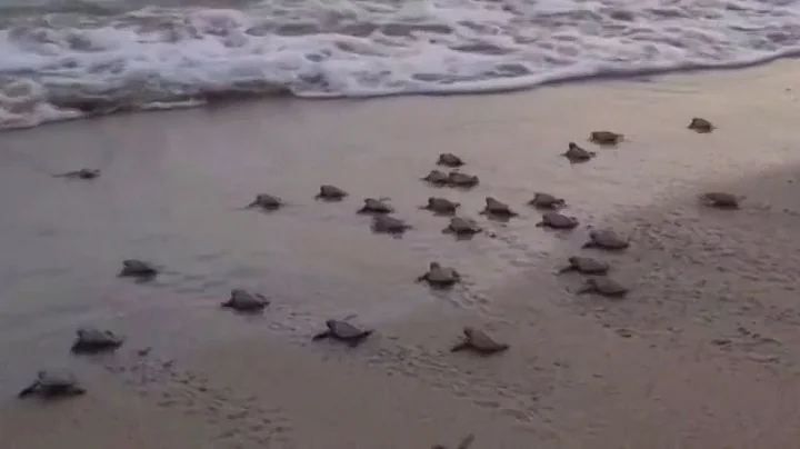 100 Newly Hatched Endangered Turtles Guided Into Sea - DayDayNews