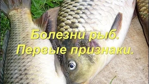 Болезни рыб. Первые признаки. Рыба карп.