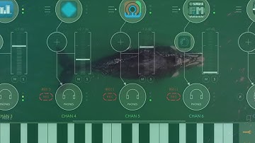 “Save The Whale” Featuring Elastic FX.