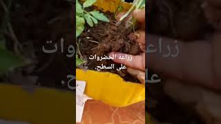 زراعة الخضروات على السطح.