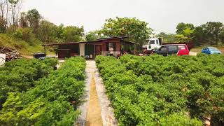 Kebun cili Kebun cili