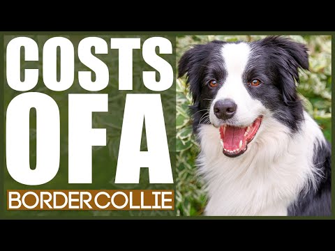 How Much Does A BORED COLLIE COST?