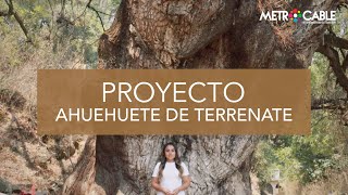 Proyecto Ahuehuete Terrenate - Metrocable Tenancingo