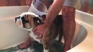 Reuben the Bulldog: Bath Day