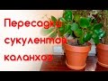 Пересадка сукулентов - каланхоэ. Уход