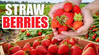 Strawberry Farming & Processing - Start to Finish