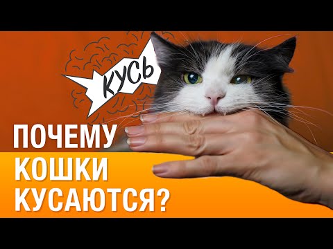 Почему кот/кошка кусается или нападает на руки и ноги?