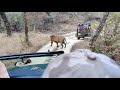 Big male tiger at Ranthambore national park | safari | zone 1 | T-101| Part - 1